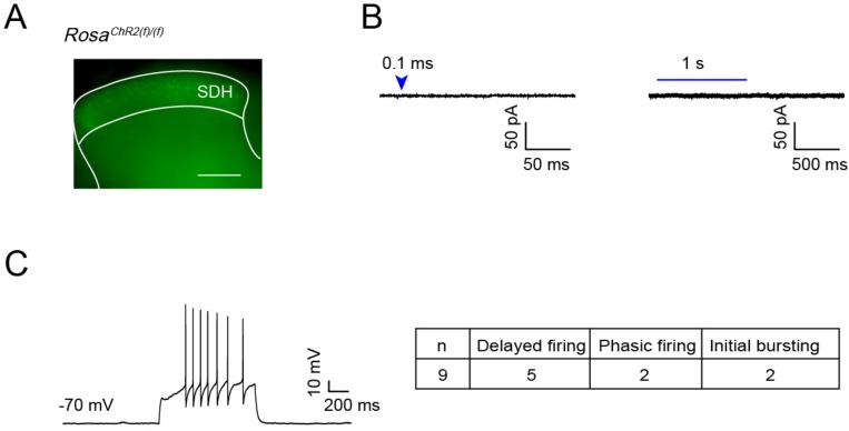 Fig 7