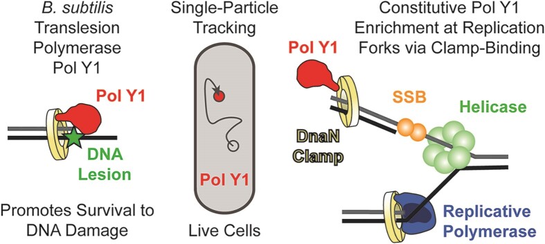 Graphical Abstract