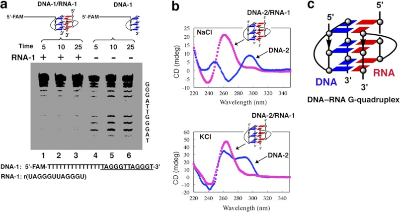 FIGURE 1.