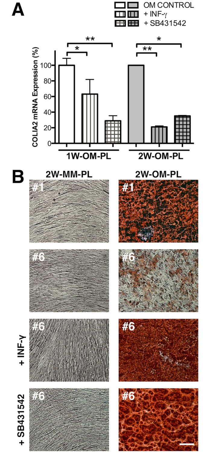 Fig 8