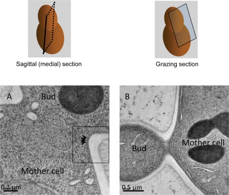 FIGURE 1: