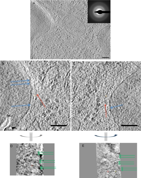 FIGURE 4: