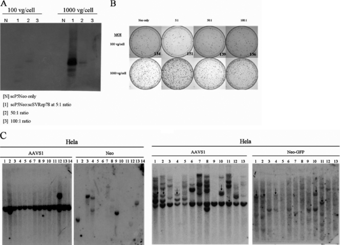 FIG. 2.