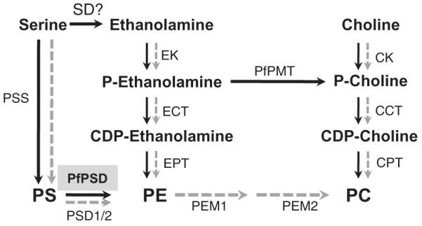 Fig. 1