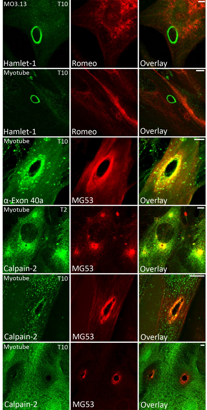 FIGURE 5: