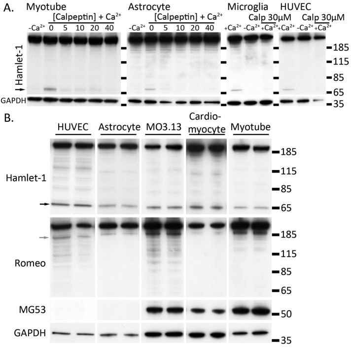 FIGURE 4: