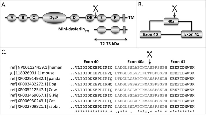 FIGURE 1: