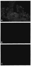 Fig. 17