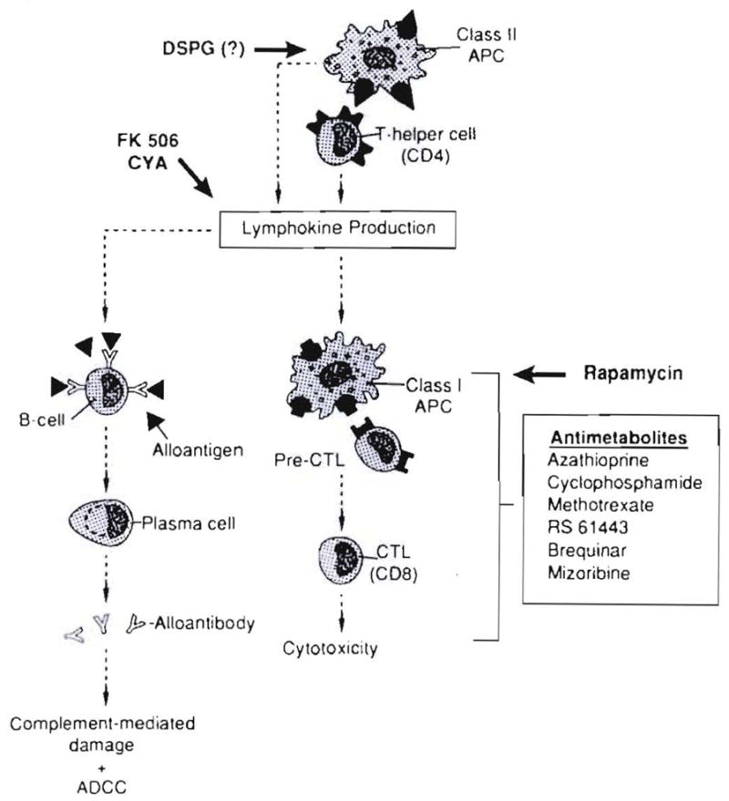 Fig. 21