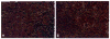 Fig. 11