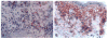 Fig. 29