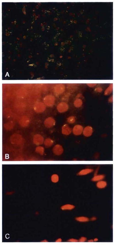 Fig. 15