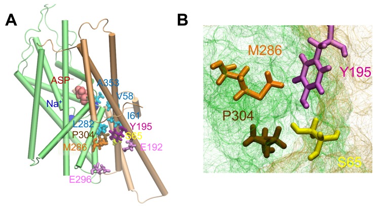 Figure 1—figure supplement 1.