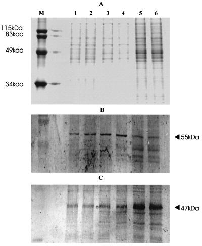 FIG. 5