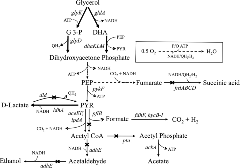 FIG. 1.