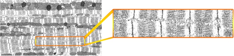 Fig. 16