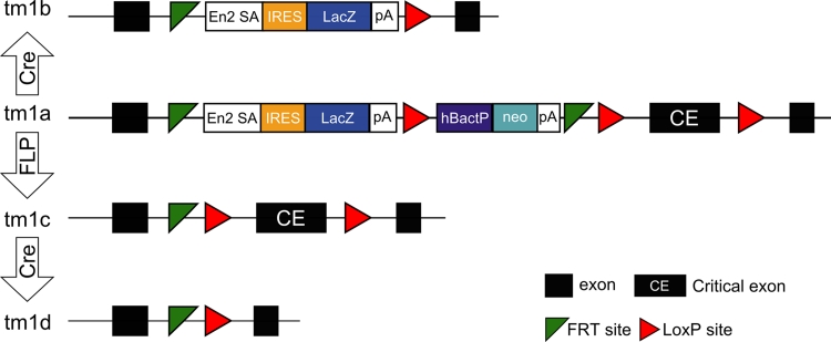 Fig. 1