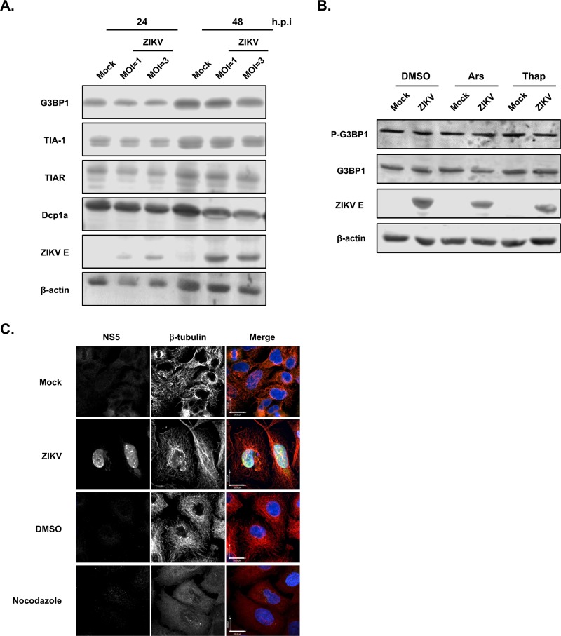 FIG 6