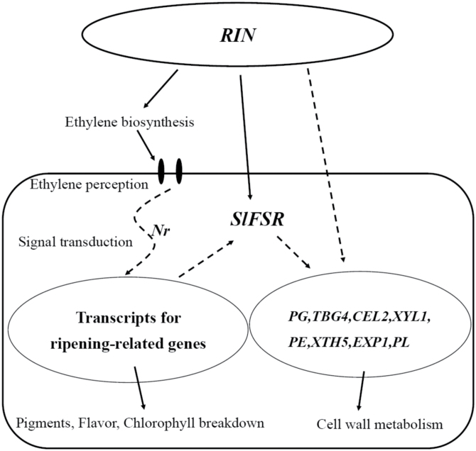 Fig. 10.