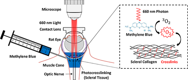 graphic file with name nihms-1677913-f0006.jpg