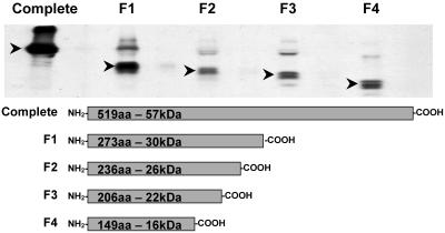 FIG. 2.