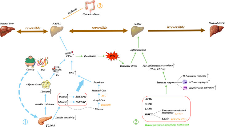 Figure 1