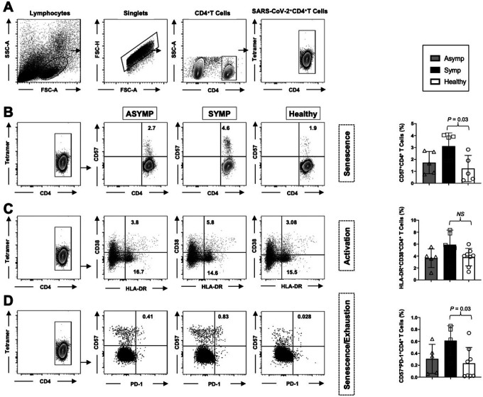 High Frequencies of Phenotypically and Functionally Senescent and ...