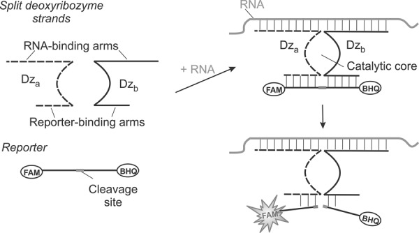 FIGURE 1.