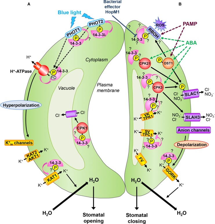 FIGURE 1