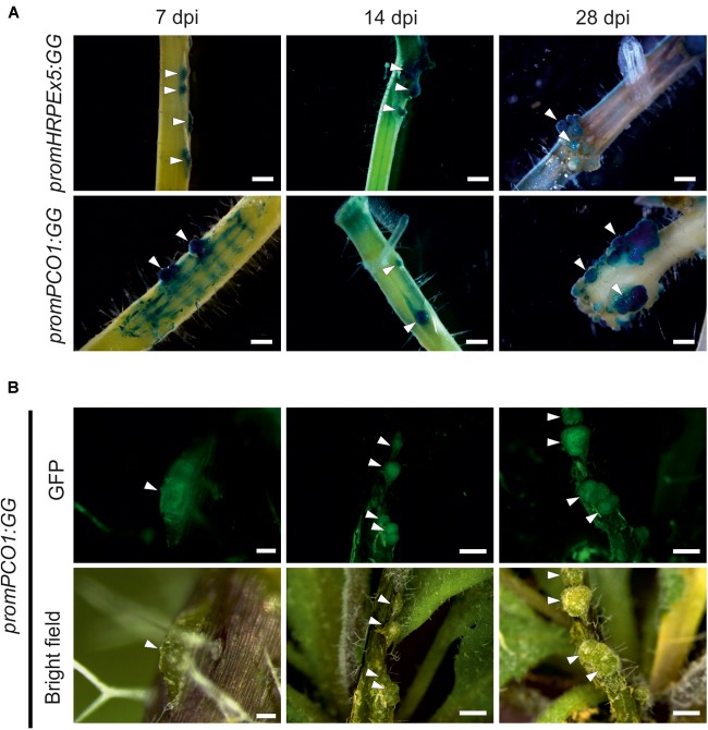 FIGURE 2