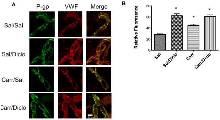 P-glycoprotein Modulates Morphine Uptake Into The Cns: A Role For The 