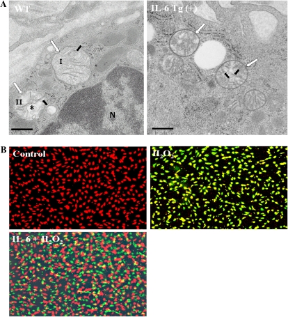 Figure 11.