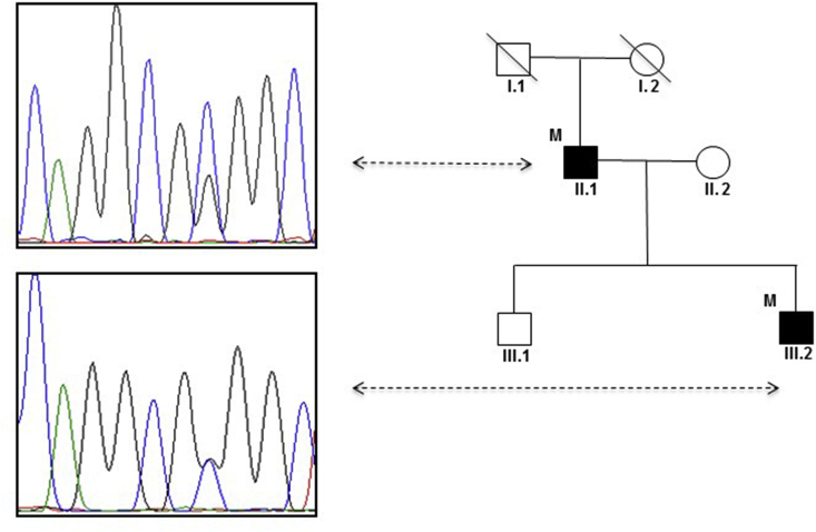 Fig. 1