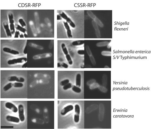 FIG. 5.