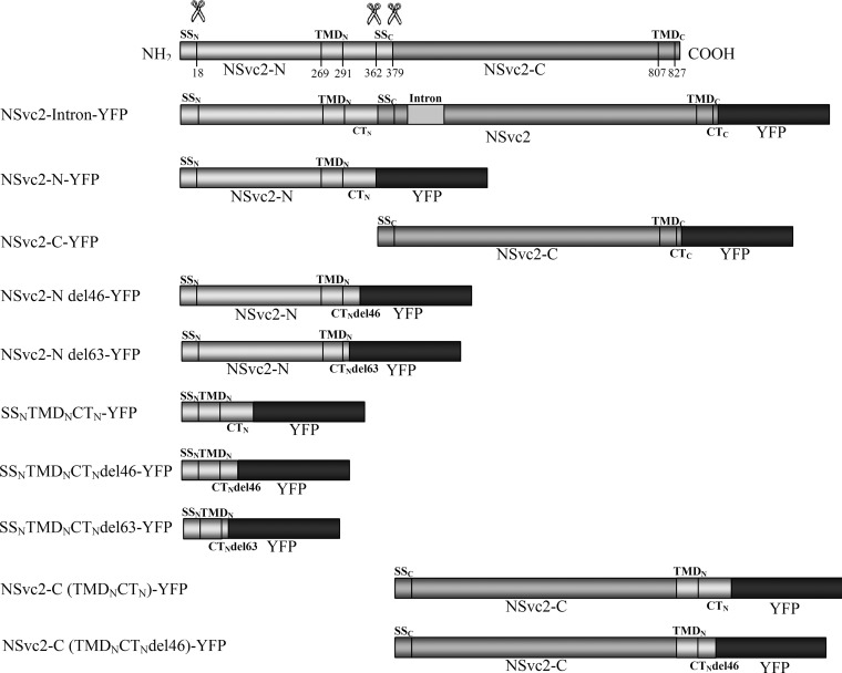 FIG 1