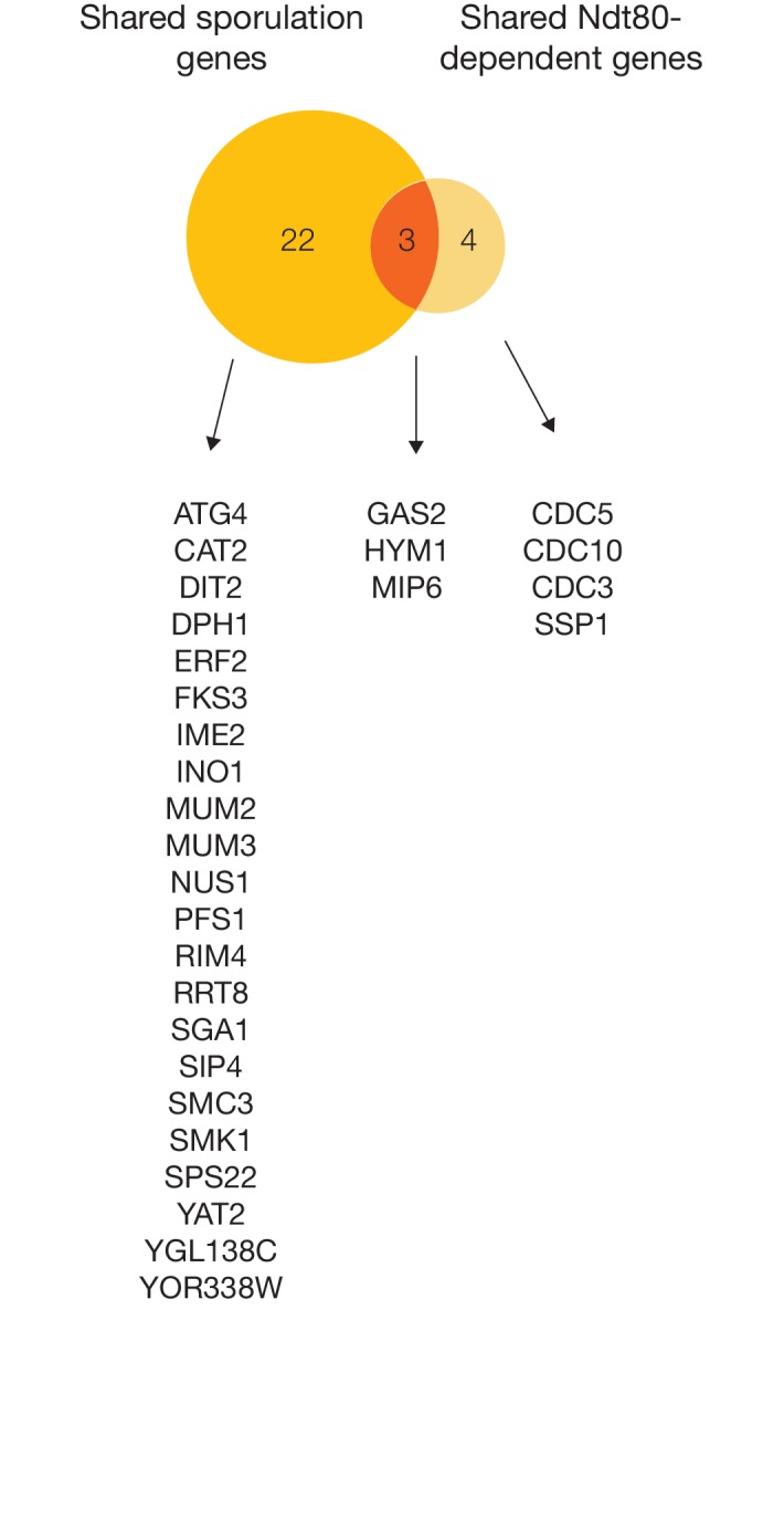 Figure 6—figure supplement 1.