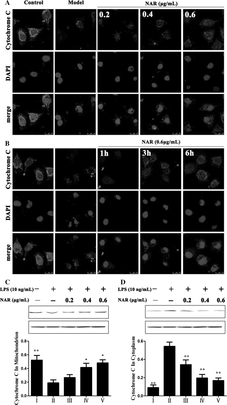 Fig. 6