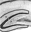 Fig. 10.