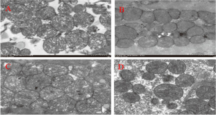 Fig. 10