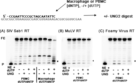 FIGURE 4.