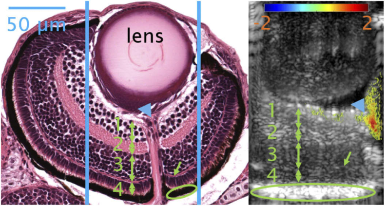 Fig. 7.