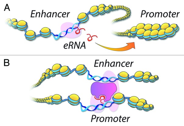 graphic file with name rna-11-106-g1.jpg