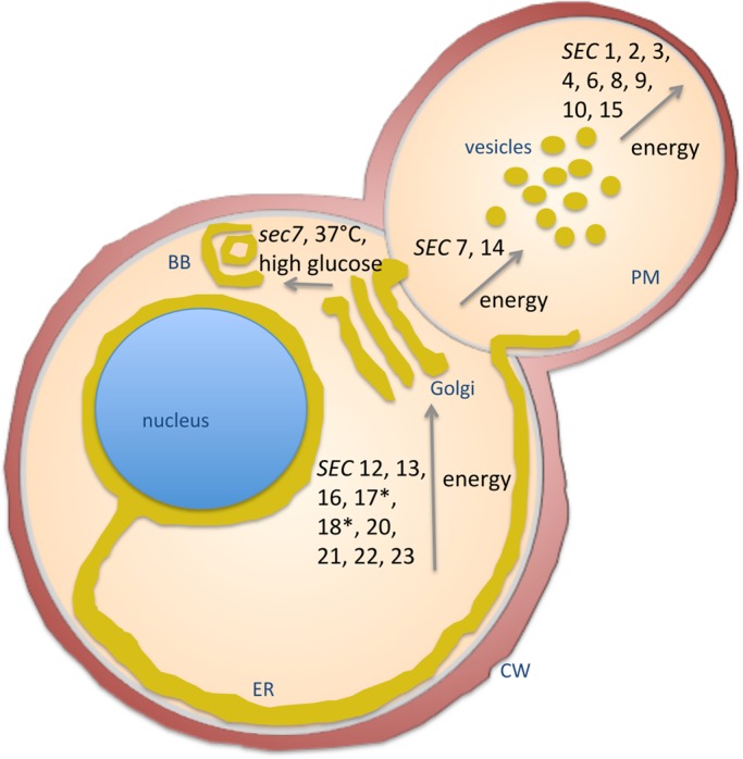 FIGURE 1: