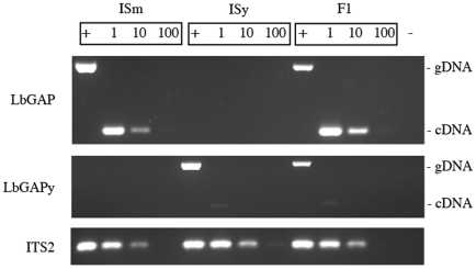 Figure 7