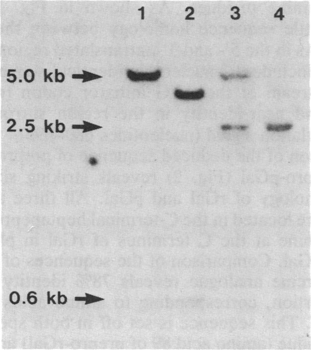 graphic file with name pnas00256-0107-a.jpg