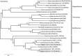 FIG 7