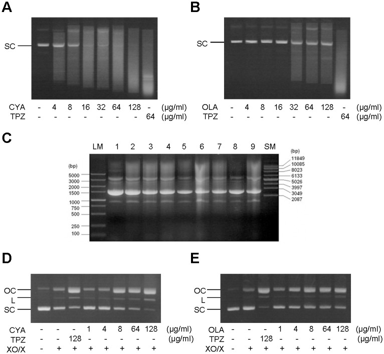 Fig 5