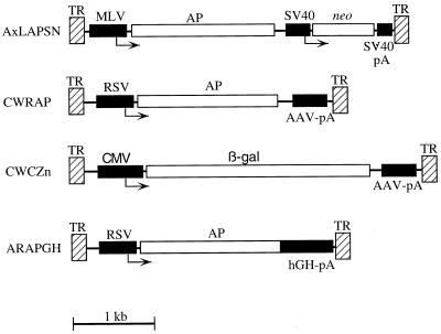 FIG. 1