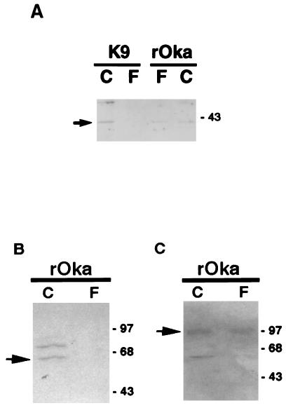 FIG. 5