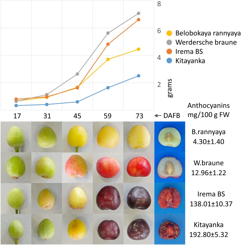 Fig 4